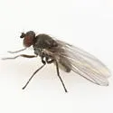 Phytomyza fricki
