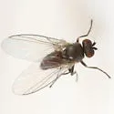 Phytomyza fricki - photo 2