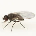 Phytomyza fricki - photo 3