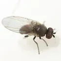 Phytomyza fricki - photo 4