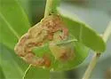 Inkberry holly leafminer - photo 2