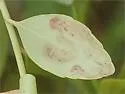 Inkberry holly leafminer - photo 3