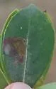Inkberry holly leafminer - photo 4