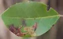 Inkberry holly leafminer - photo 5