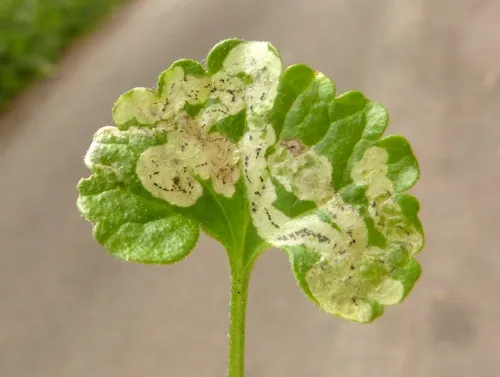 Phytomyza glechomae - Phytomyza glechomae