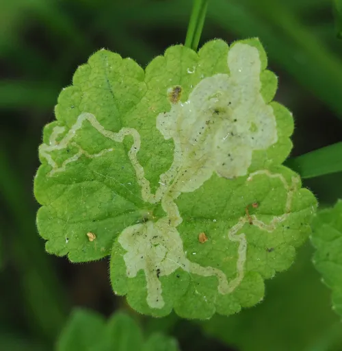 Phytomyza glechomae - photo 2