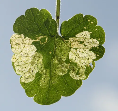 Phytomyza glechomae - photo 3