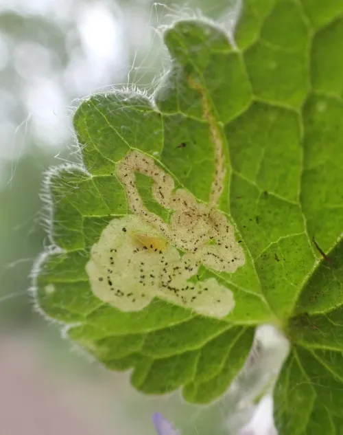 Phytomyza glechomae - photo 4