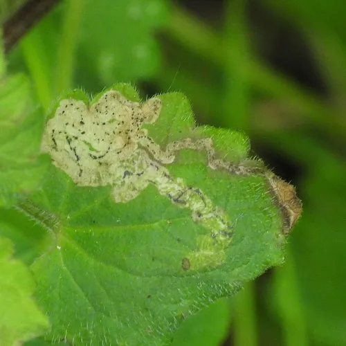 Phytomyza glechomae - photo 5