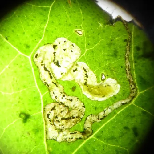 Phytomyza glechomae - photo 6
