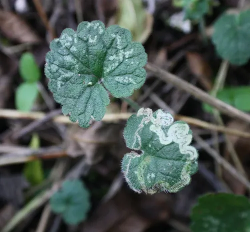 Phytomyza glechomae - photo 7