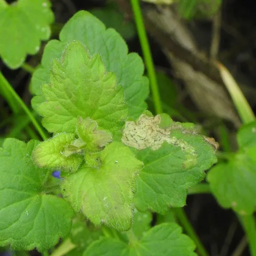 Phytomyza glechomae - photo 8