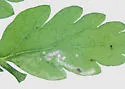 Phytomyza hatfieldae - Phytomyza hatfieldae