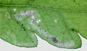 Phytomyza hatfieldae - photo 2