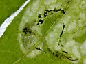 Phytomyza hatfieldae - photo 4