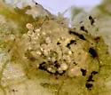 Phytomyza hatfieldae - photo 5