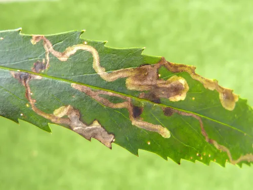 Phytomyza hellebori