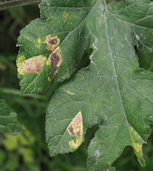 Phytomyza heracleana - Phytomyza heracleana
