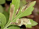 Phytomyza hydrophyllivora - photo 2