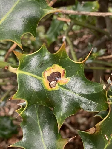 Holly Leaf Miner