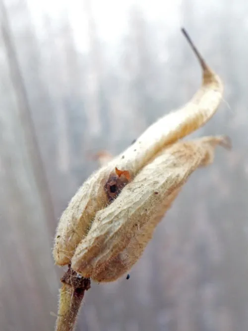 Phytomyza krygeri - Phytomyza krygeri