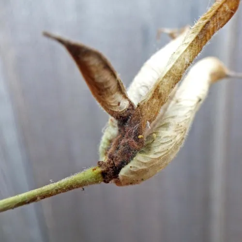 Phytomyza krygeri - photo 2