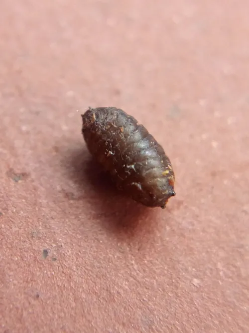 Phytomyza krygeri - photo 3