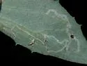 Phytomyza lactuca