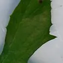 Phytomyza lactuca - photo 2