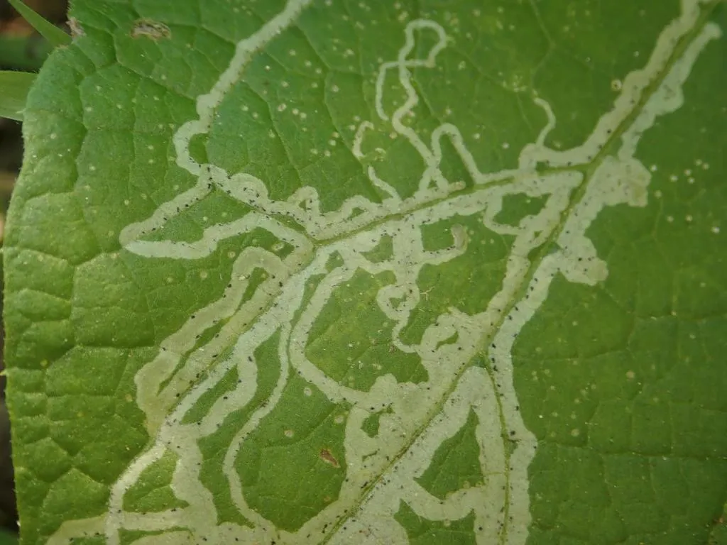 Phytomyza lappae - photo 2