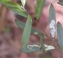 Phytomyza leslieae - Phytomyza leslieae