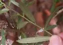 Phytomyza leslieae - photo 2