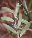 Phytomyza leslieae - photo 3