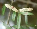 Phytomyza leslieae - photo 4