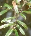 Phytomyza leslieae - photo 5