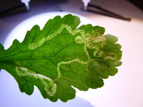 Phytomyza leucanthemi
