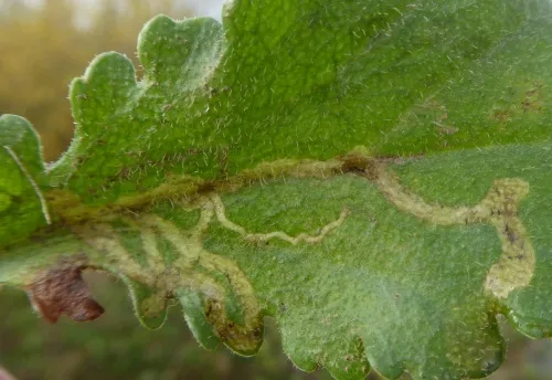 Phytomyza leucanthemi - photo 2