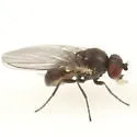 Phytomyza linnaeae - Phytomyza linnaeae
