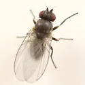 Phytomyza linnaeae - photo 2