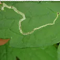 Phytomyza loewii - photo 2