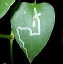 Phytomyza loewii - photo 4