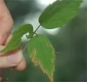 Phytomyza loewii - photo 5