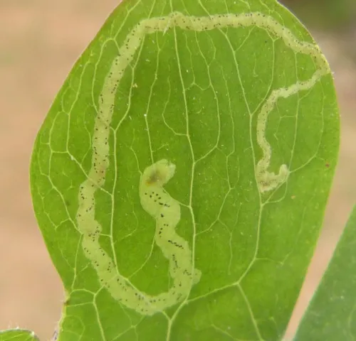 Phytomyza minuscula - Phytomyza minuscula