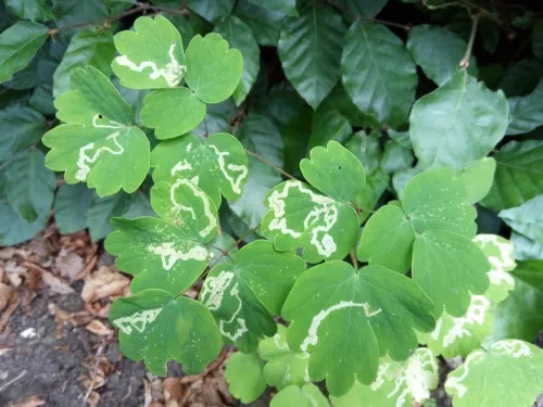 Phytomyza minuscula - photo 2
