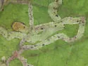 Phytomyza mitellae - photo 2