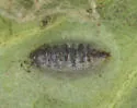 Phytomyza mitellae - photo 4
