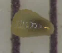 Phytomyza mitellae - photo 5
