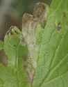 Phytomyza nepetae - Phytomyza nepetae