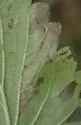 Phytomyza nepetae - photo 2