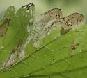 Phytomyza nepetae - photo 3